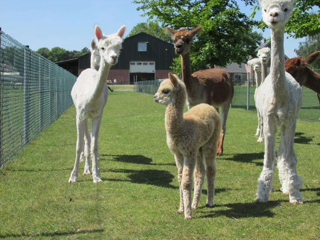 Appartement De Alpacaboerderij à Bocholt Extérieur photo